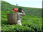 07646 20060126 1217-12 Cameron Highlands Boh tea plantation tea pluckers.JPG
