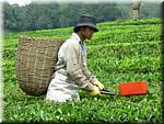 07647 20060126 1217-26 Cameron Highlands Boh tea plantation tea pluckers.JPG
