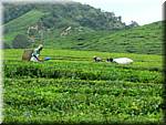 07649 20060126 1217-50 Cameron Highlands Boh tea plantation tea pluckers.JPG
