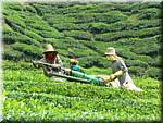 07654 20060126 1218-48 Cameron Highlands Boh tea plantation tea pluckers.JPG