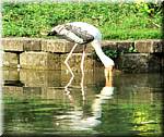 07786 20060129 0923-48 Kuala Lumpur Lake Gardens-Bird park-spf.jpg