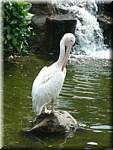 07802 20060129 1140-20 Kuala Lumpur Lake Gardens-Bird park.JPG