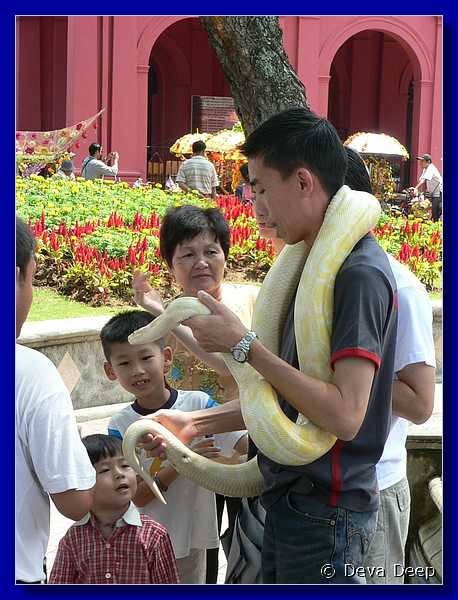 08176 20060131 1306-54 Melaka snake