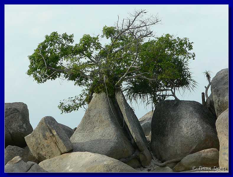 10006 20060223 0849-28 Pulau Perhentian Besar Tree-rock