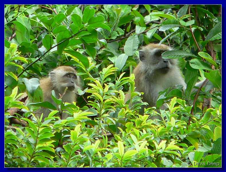 09714 20060210 1213-18 Tioman Nipah Monkeys