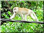 09703 20060210 0931-48 Tioman Nipah Monkeys-ay.jpg