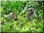 09714 20060210 1213-18 Tioman Nipah Monkeys.JPG