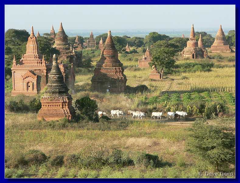 3701 Bagan Ywa Haung Gyi Temple & views 