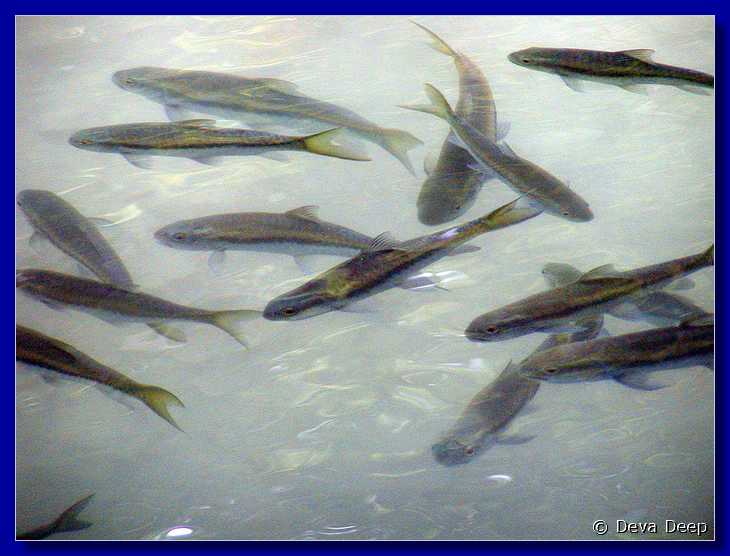 Erawan NP 20030212 121950 fish