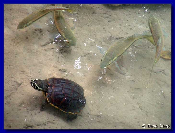 Erawan NP 20030212 123102 fish-turtle