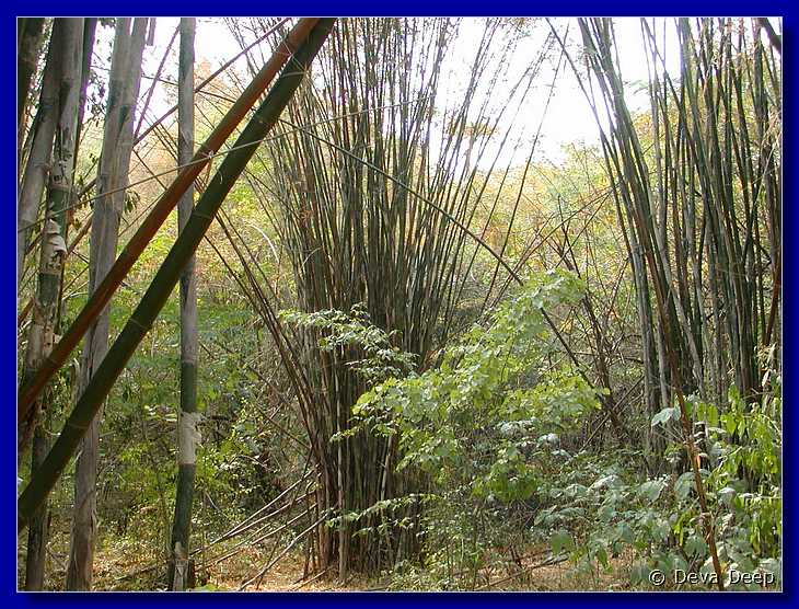 Erawan NP 20030212 142148 bamboo