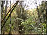 Erawan NP 20030212 142148 bamboo.JPG