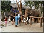 Kanchanaburi 20030212 094328 Elephant riding.JPG
