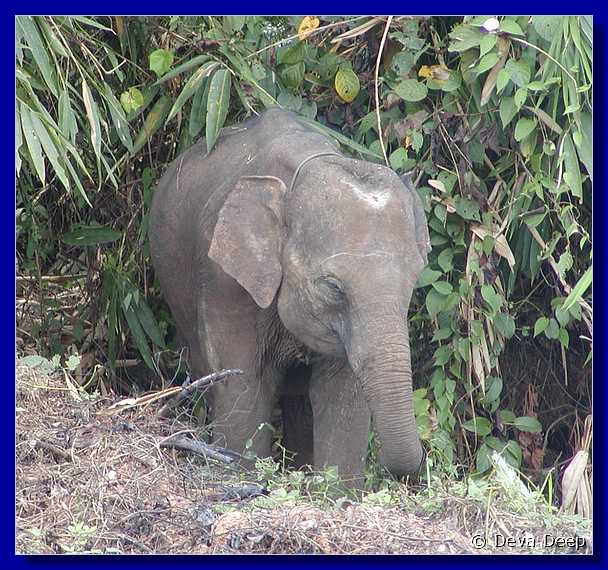 Sangkhlaburi 20030214 132708 baby elephant-s