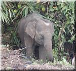 Sangkhlaburi 20030214 132708 baby elephant-s.jpg