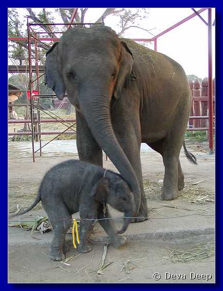 Ayuthaya Elephant Kraal 20030118 1741