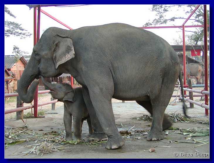 Ayuthaya Elephant Kraal 20030118 1745