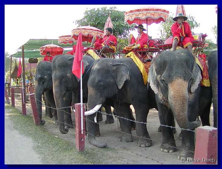 Ayuthaya Elephants 20011126 1627