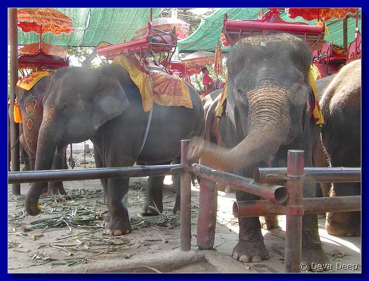 Ayuthaya Elephants 20030107 123250