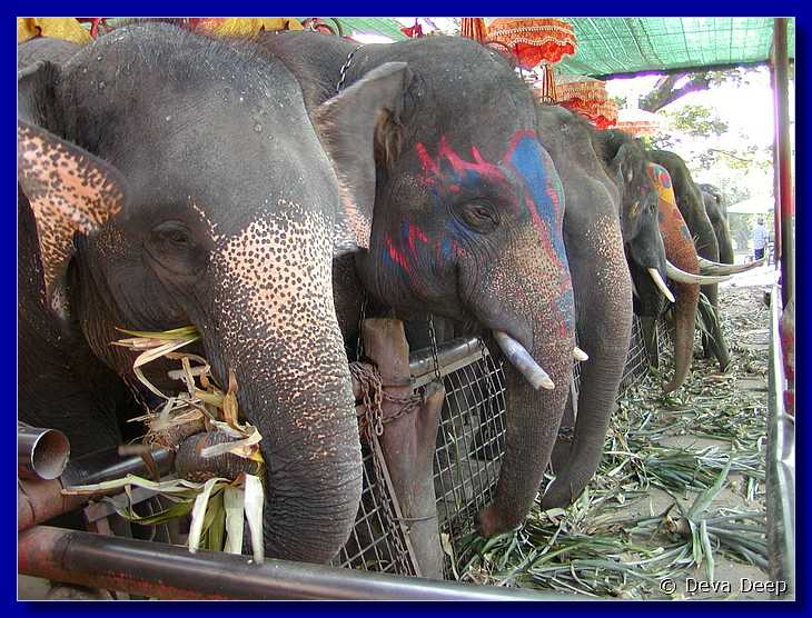 Ayuthaya Elephants 20030107 123346
