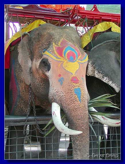Ayuthaya Elephants 20030107 123438