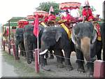 Ayuthaya Elephants 20011126 1627.JPG