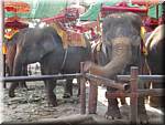 Ayuthaya Elephants 20030107 123250.JPG