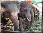 Ayuthaya Elephants 20030107 123346.JPG