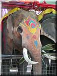 Ayuthaya Elephants 20030107 123438.jpg