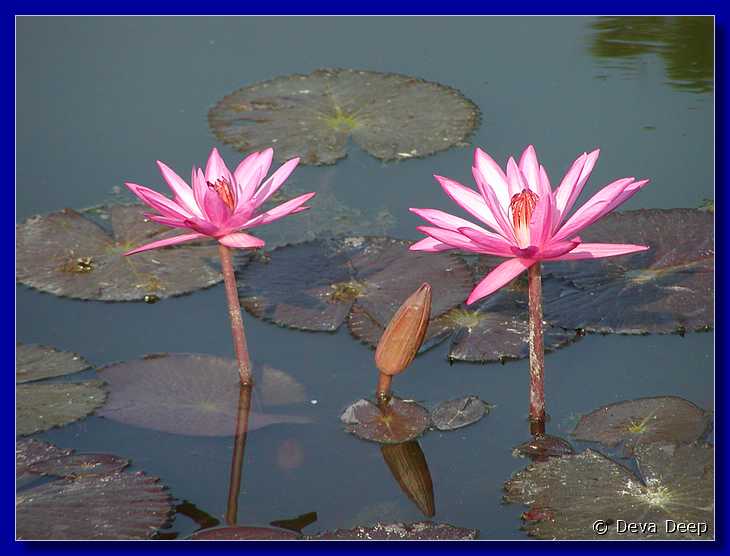 Sukhothai Lotusses 20011130 090216