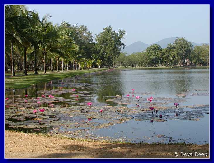 Sukhothai Ponds Lotus 20011130 094240