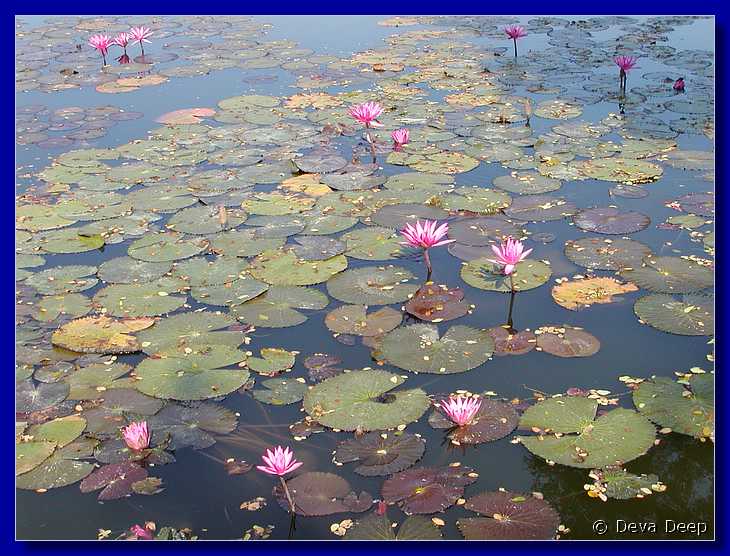 Sukhothai Ponds Lotus 20011130 094726