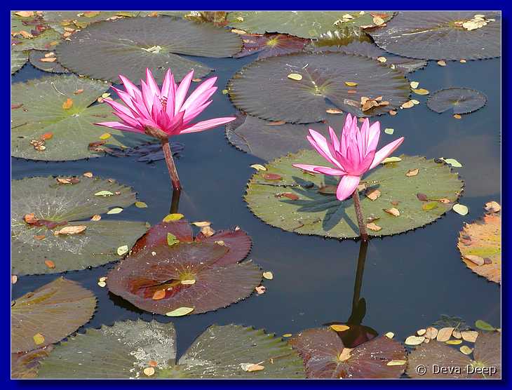 Sukhothai Ponds Lotus 20011130 094742