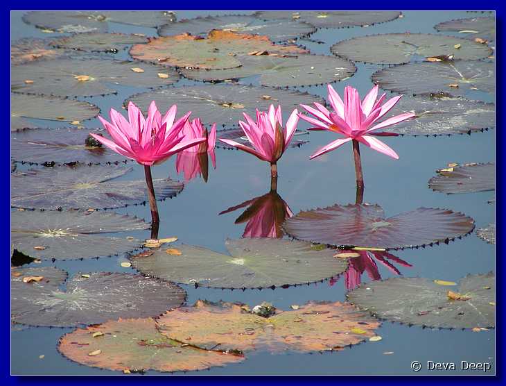 Sukhothai Ponds Lotus 20011130 094802