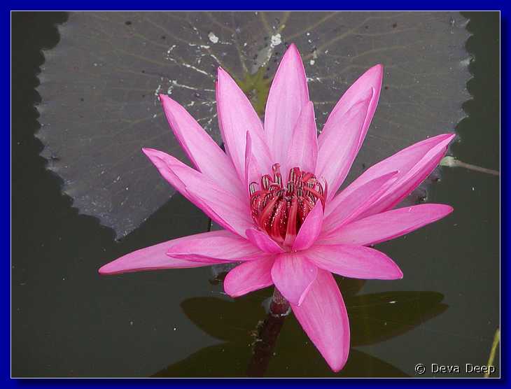 Sukhothai Ponds Lotus 20011130 095236