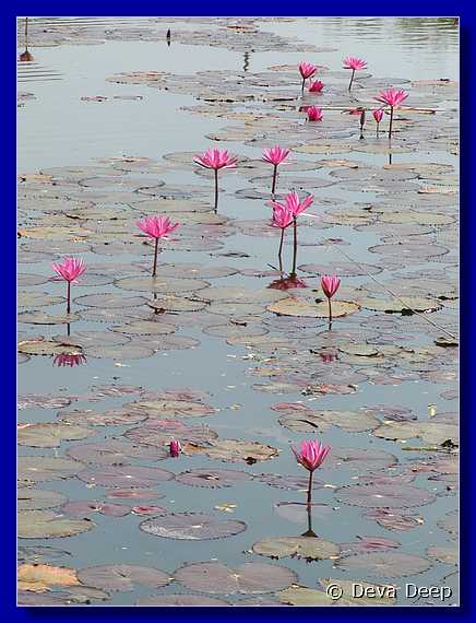Sukhothai Ponds Lotus 20011130 095338