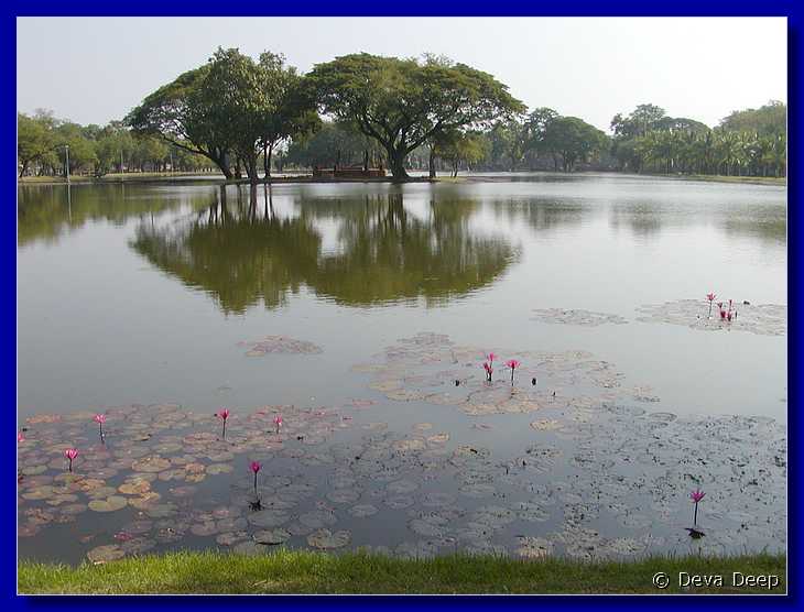 Sukhothai Ponds Lotus 20011130 095750