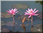 Sukhothai Lotusses 20011130 090216.jpg