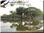 Sukhothai Pond Tree 20011130 1632.jpg