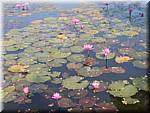 Sukhothai Ponds Lotus 20011130 094726.JPG