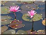 Sukhothai Ponds Lotus 20011130 094742.JPG