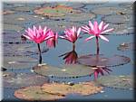 Sukhothai Ponds Lotus 20011130 094802.JPG