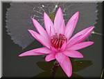 Sukhothai Ponds Lotus 20011130 095236.JPG