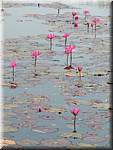 Sukhothai Ponds Lotus 20011130 095338.JPG
