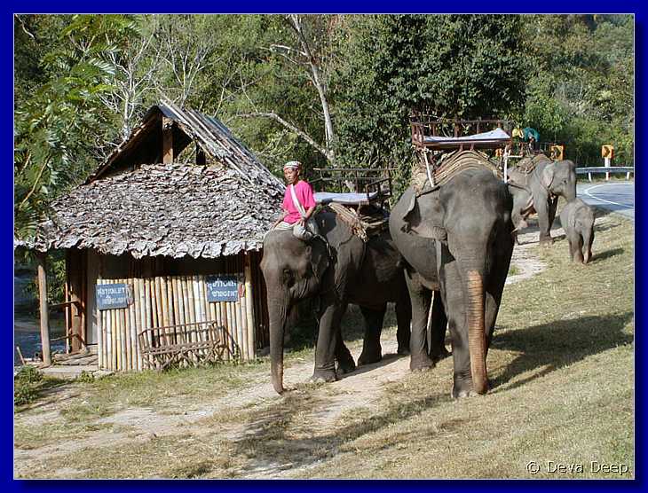 Sampatong elephant ride 20011208 0929-02