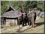 Sampatong elephant ride 20011208 0929-02.JPG