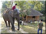 Sampatong elephant ride 20011208 0929-03.JPG