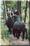Sampatong elephant ride 20011208 0954.jpg