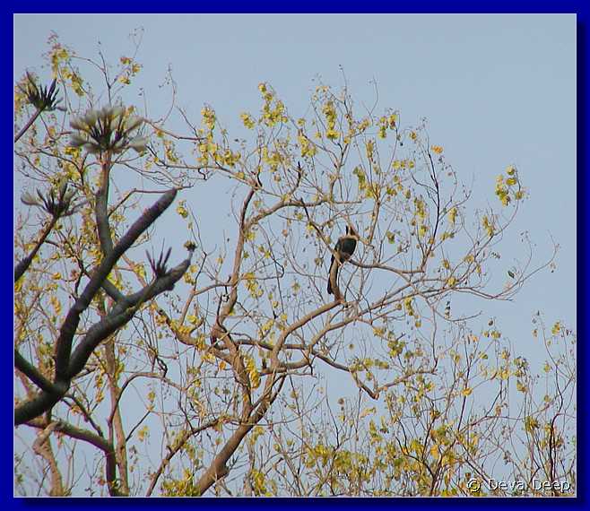 Phetchaburi Wat Boontawee (Tumklab) bird 20030121 081214ss