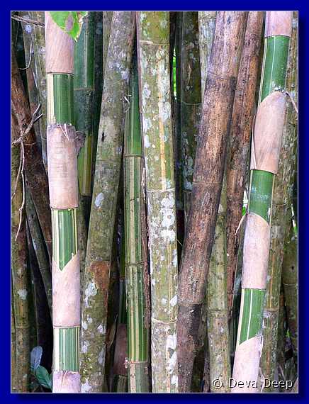1221 20041208 1150-22 Khao Sok NP Bamboos-iC